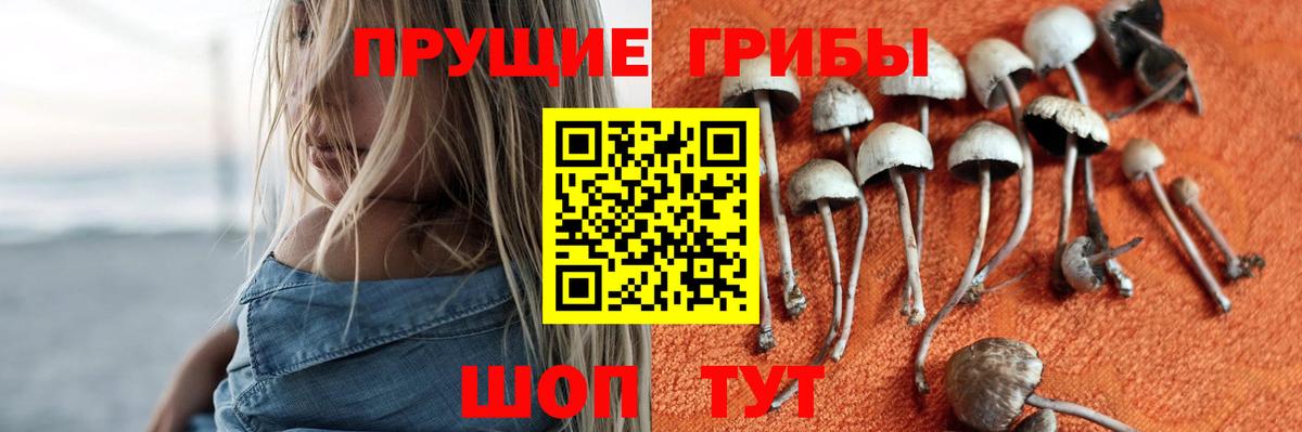 Псилоцибиновые грибы Psilocybine cubensis Аксай